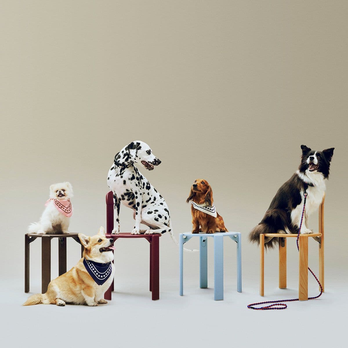 Conjunto de cães diferentes a posar juntos, representando diversidade e comunidade.